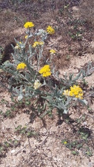 Achillea leptophylla