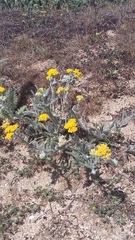 Achillea leptophylla
