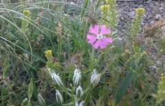Silene subconica