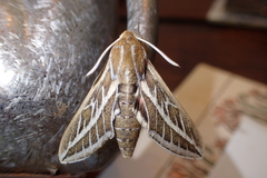 Hyles livornicoides