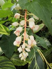 Alpinia zerumbet
