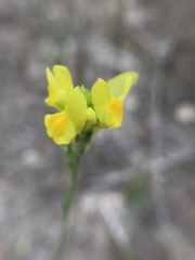 Linaria viscosa