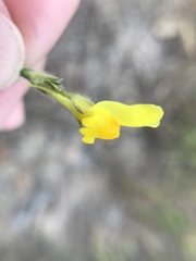 Linaria viscosa