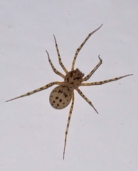 Scytodes thoracica