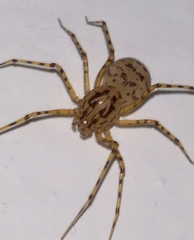 Scytodes thoracica