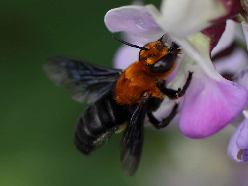 Megachile opposita