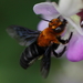 Megachile opposita - Photo (c) Guido Bohne, some rights reserved (CC BY-SA), uploaded by Guido Bohne