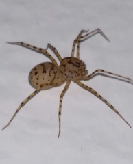 Scytodes thoracica
