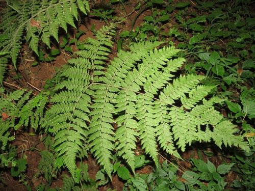 Downy Forest Fern (Megalastrum lanuginosum)