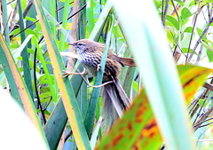 Poodytes punctatus vealeae