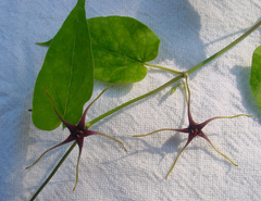 Oxypetalum harleyi