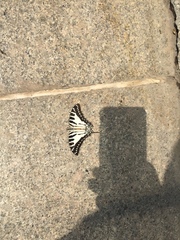 Graphium nomius