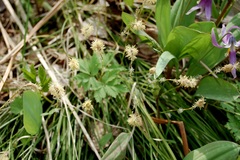 Carex pediformis macroura