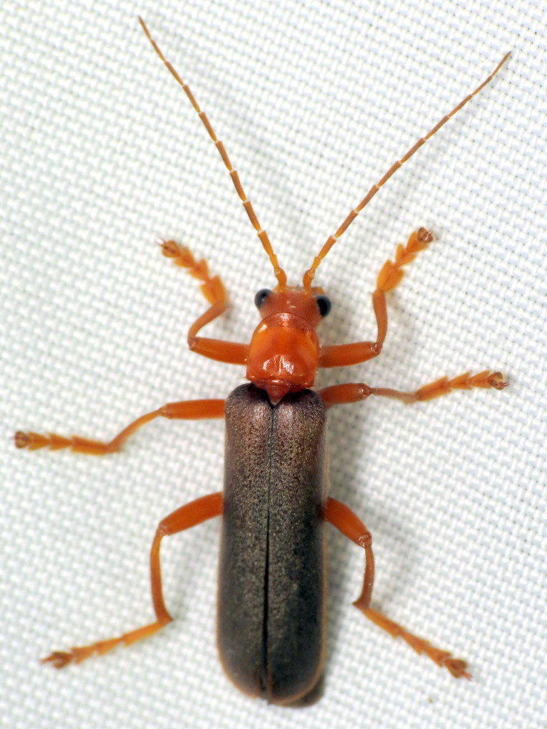 Rotund-collared Soldier Beetle