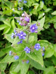 Pentaglottis sempervirens