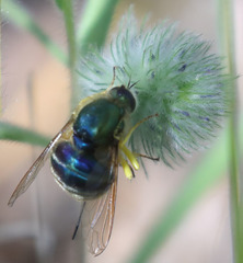 Eulonchus smaragdinus