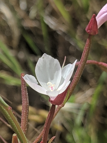 Canyon clarkia (Clarkia epilobioides)