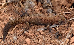 Pachydactylus
