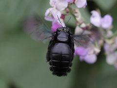 Xylocopa latipes