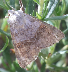 Drasteria scrupulosa
