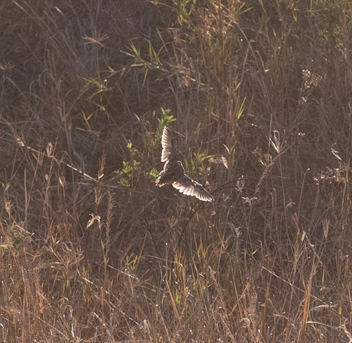 Common Buttonquail