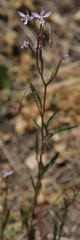Clarkia modesta
