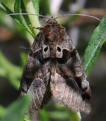 Euclidia ardita