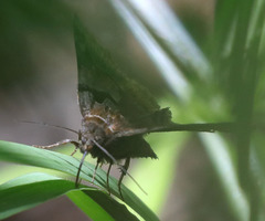 Euclidia ardita