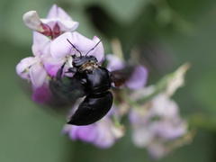 Xylocopa latipes