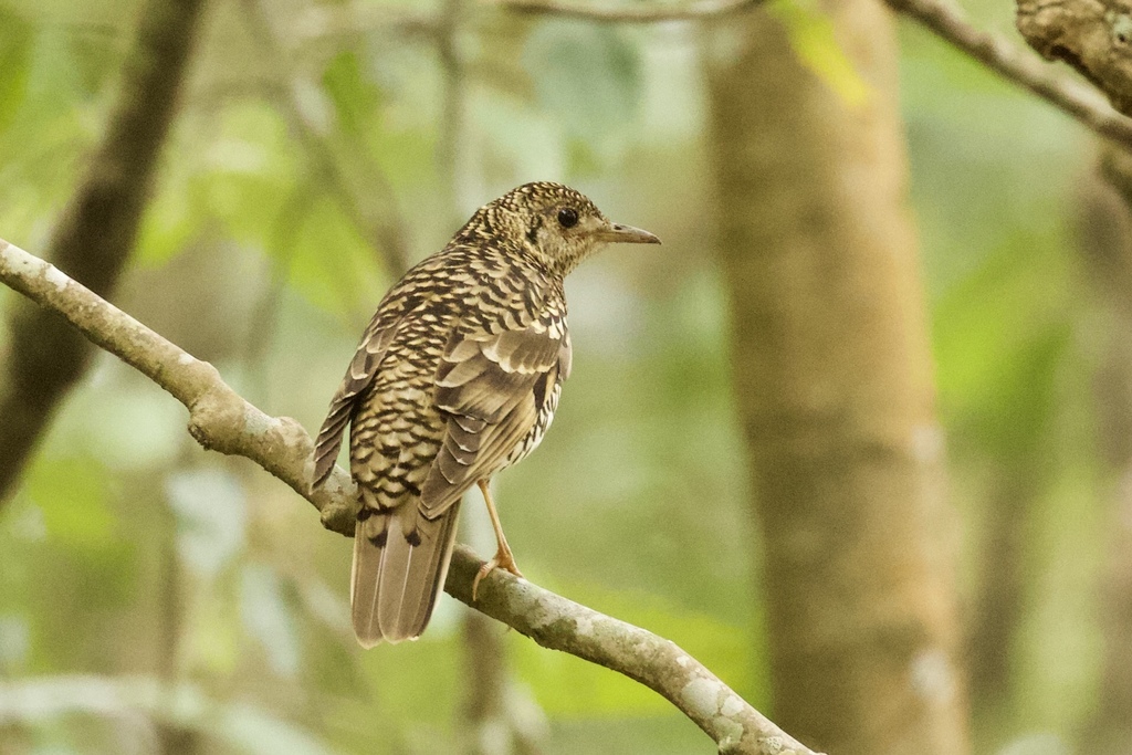 Scaly Thrush