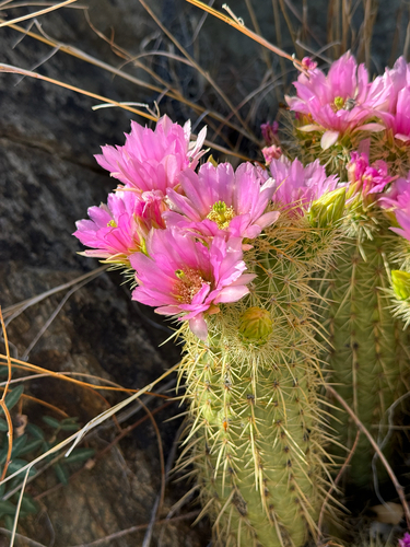 Echinocereus ledingii