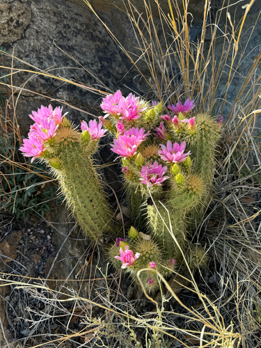 Echinocereus ledingii