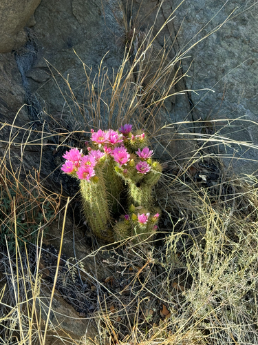 Echinocereus ledingii
