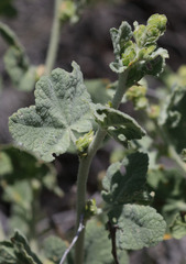 Malacothamnus aboriginum