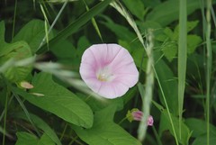Calystegia hederacea