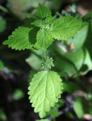 Hesperocnide tenella