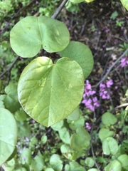 Cercis siliquastrum