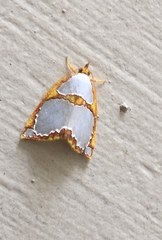 Titulcia confictella