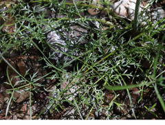 Perideridia californica