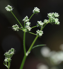 Perideridia californica