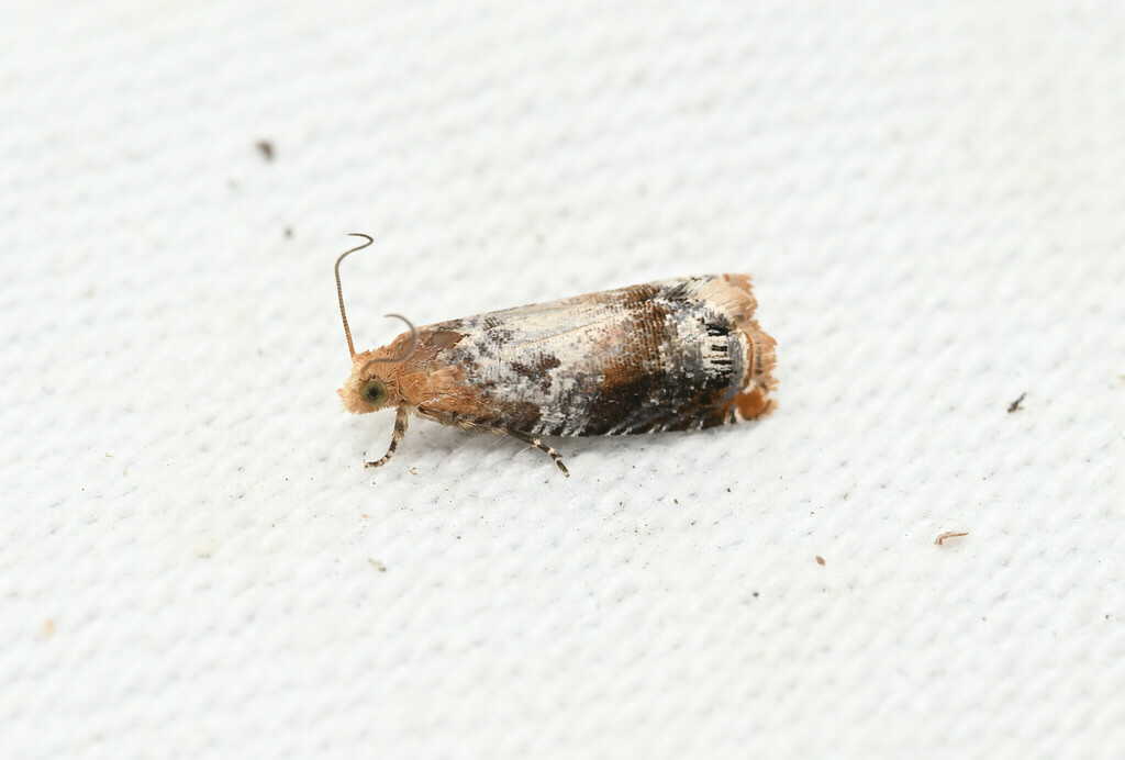 Lepteucosma shikokuensis