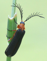 Pterotus obscuripennis