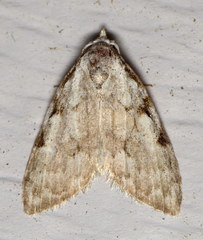 Nola triquetrana