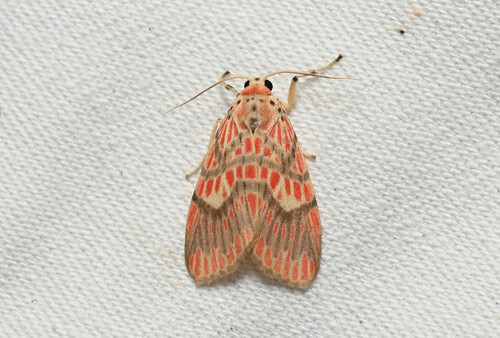 Barsine fuscozonata (Inoue, 1980)