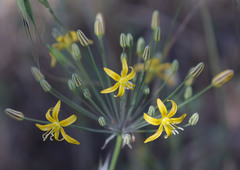 Bloomeria crocea aurea