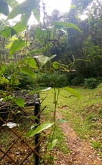 Aristolochia acuminata