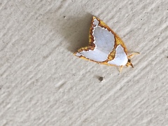 Titulcia confictella