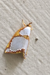 Titulcia confictella