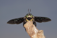 Xylocopa latipes
