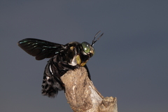 Xylocopa latipes